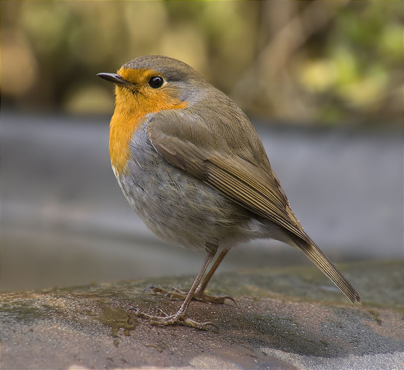 Pit roig (Erithacus rubecola)