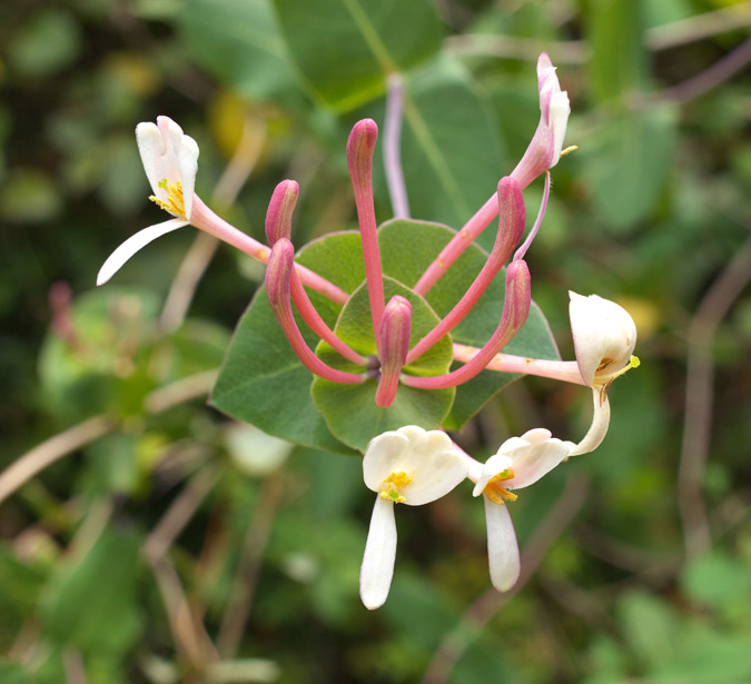 Lonicera implexa