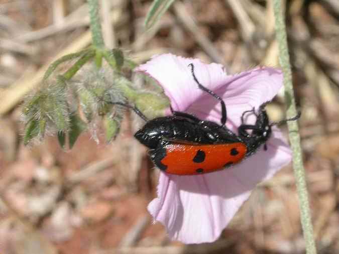 Mylabris quadripunctata