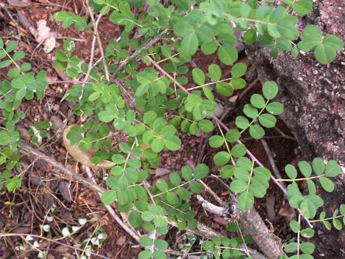 Espantallops (Colutea arborescens)