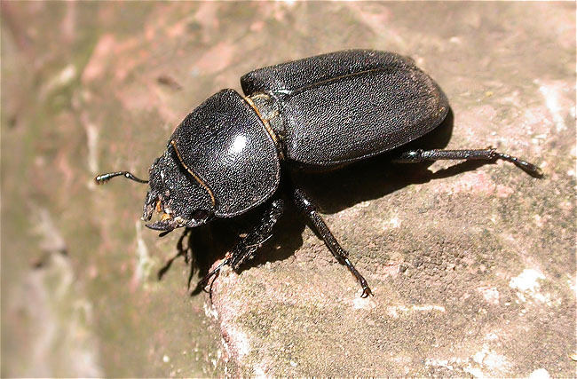 Dorcus parallelipipedus