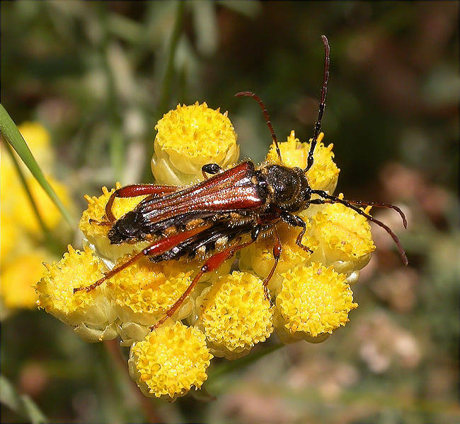 Còpula d'Stenopterus rufus