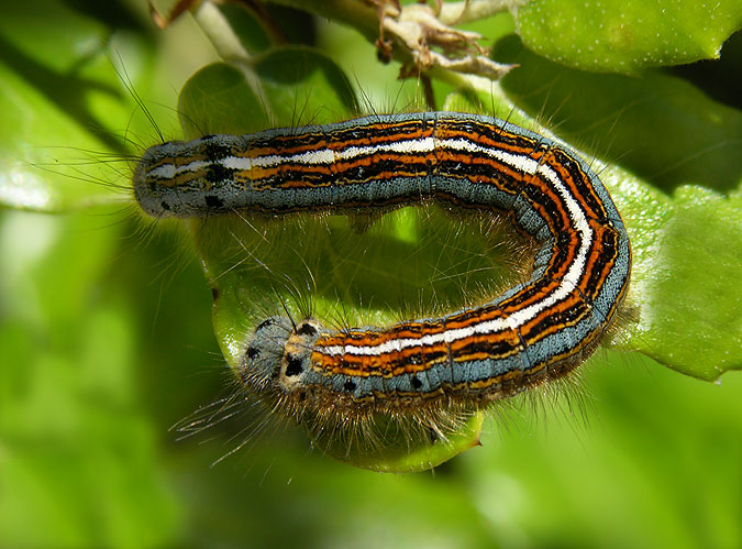 Malacosoma neustria