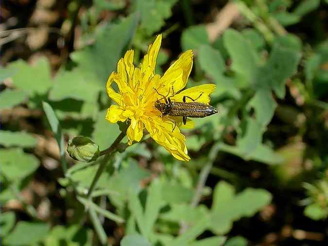 Oedemera femorata