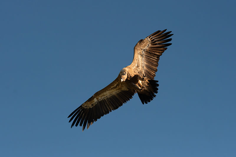 Voltor comú (Gyps fulvus)