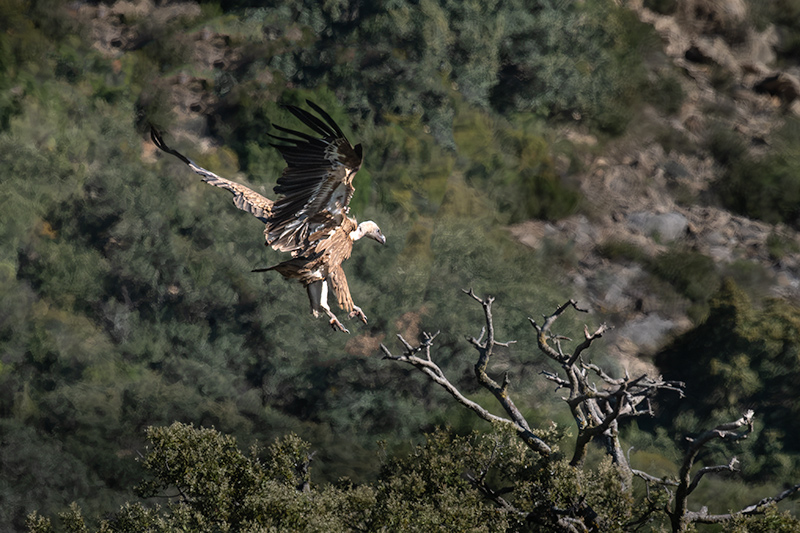 Voltor comú (Gyps fulvus)