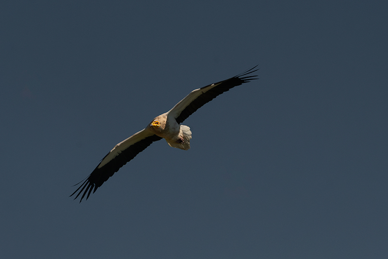 Aufrany (Neophron percnopterus)