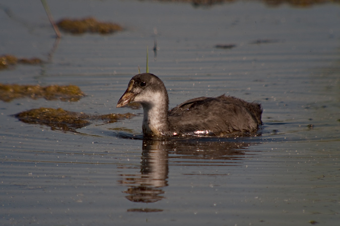 Fotja jove (Fulica atra)