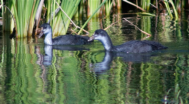 Joves de Fotja (Fulica atra)