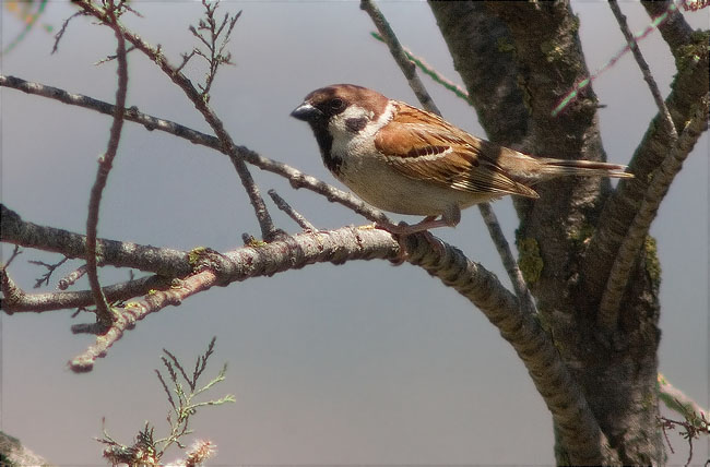 Pardal xarrec (Passer montanus)