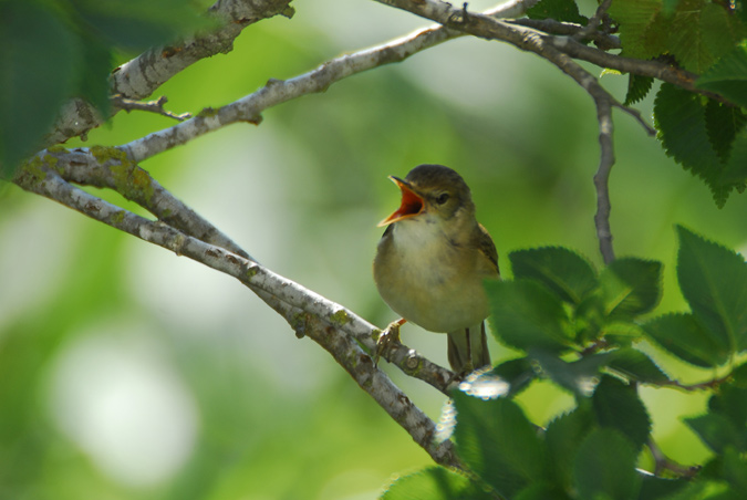 boscarla de canyar / carricero comun (Acrocephalus scirpaceus)