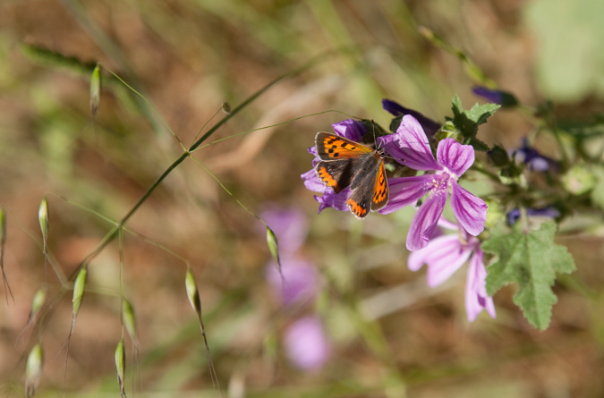 Malva i Papallona