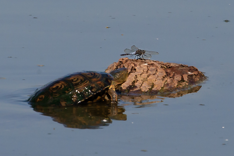 Tortuga i Insecte