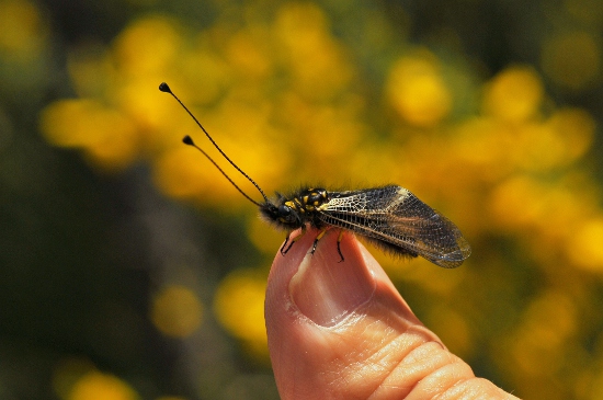 Ascalaphus libelluloides (Neuròpter)