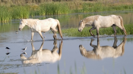 Caballos con Cames Llargues (Himantopus )