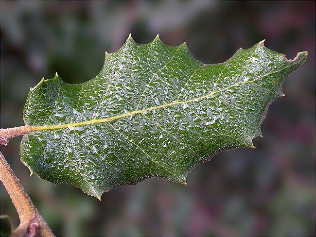 Rosada