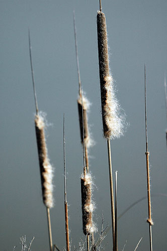 Espadanyes (Typha latifolia)