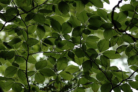 Fulles del faig (Fagus sylvatica)