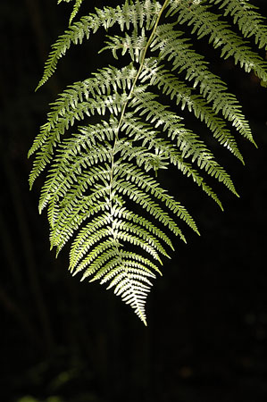 Falguera comuna (Pteridium aquilinum)