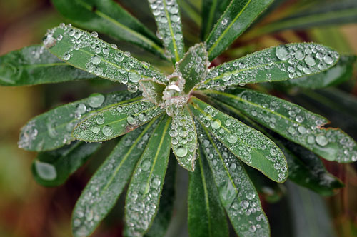 Gotes d'aigua sobre una euphorbia