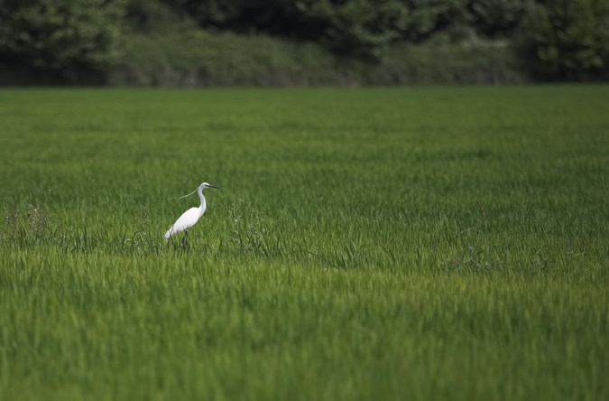 Martinet blanc ( Egretta garzetta)