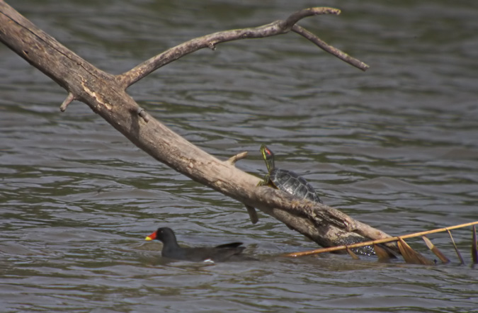 Polla d'aigua (Gallinuga chloropus)