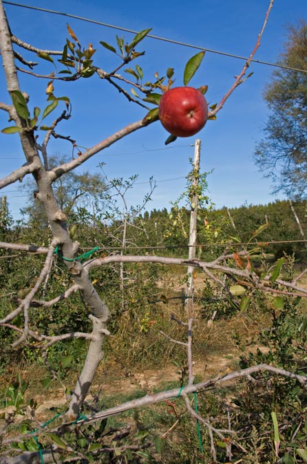 Poma. Manzana