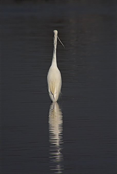 Martinet blanc ( Egretta garzetta)