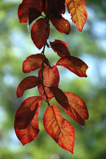 Prunera de fulles vermelles (Prunus cerasifera)
