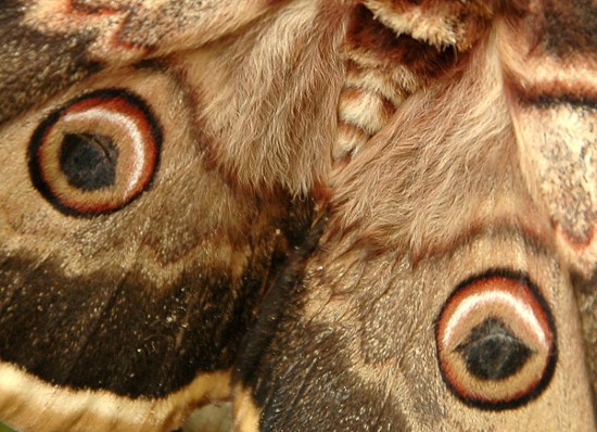 Ocels del Gran Paó de Nit (Saturnia Pyri)