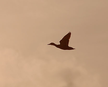 Silueta en vol d'ànec collverd. Anade azulón (Anas platyrhynchos)