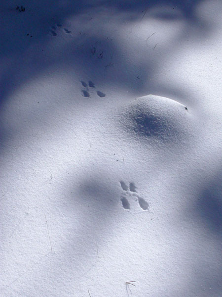 Petjades de conill sobre la neu