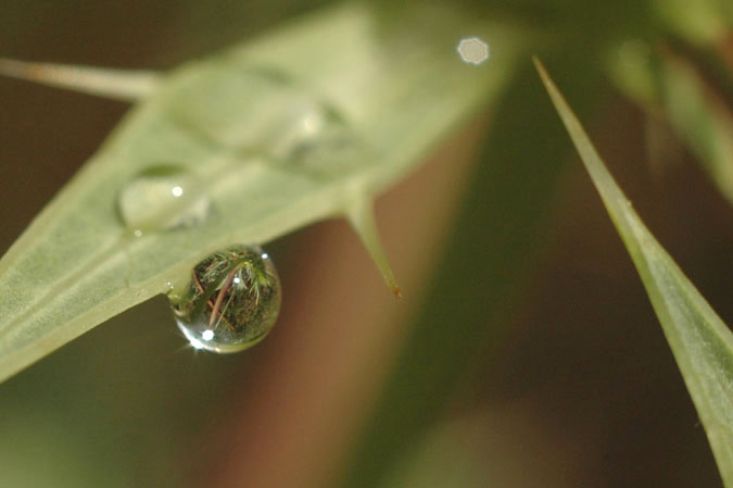 palmera dintre una gota d'aigua