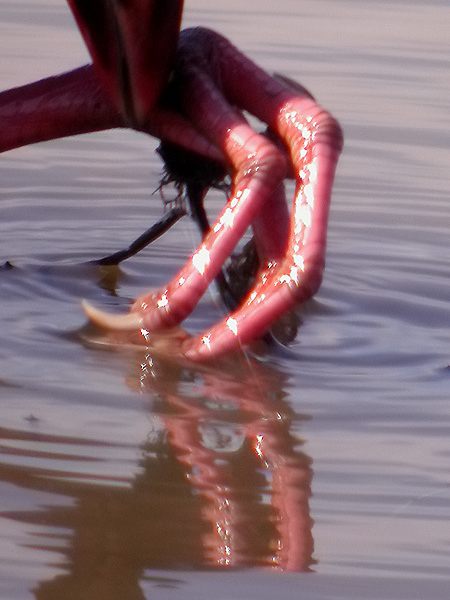 El poder del digiscoping 5 (Porphyrio porphyrio)