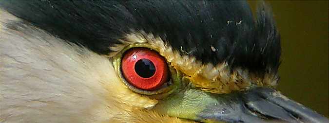 Ull de martinet de nit (Nycticorax nycticorax)