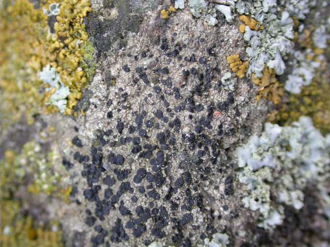 Amandinea punctata (Hoffm.) Coppins & SAcheid. (= Buellia punctata)