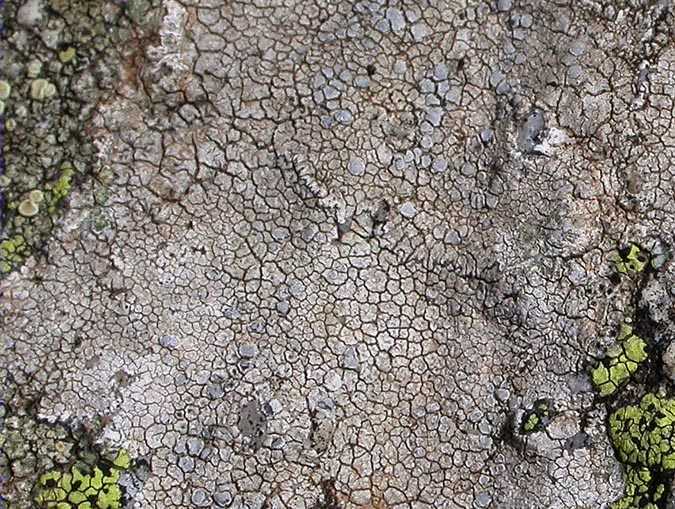 Arthonia varians (Davies) Nyl. sur Lecanora rupicola (L.) Zahlbr.