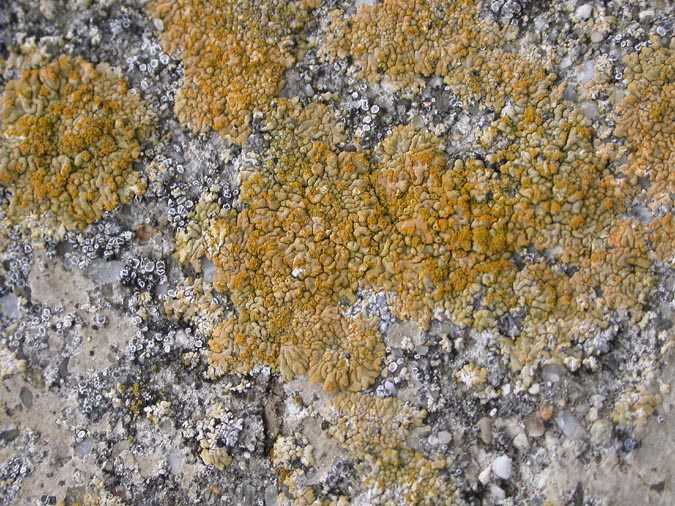 Caloplaca decipiens (Arnold) Blomb. & Forss., Lecanora crenulata (Dicks.) Hook, Candelariella aurella (Hoffm.) Zahlbr.et Catillaria chalybeia  (Borrer) Massal.