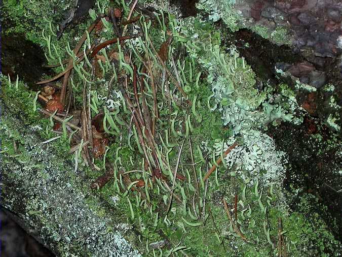 Cladonia coniocraea Auct.