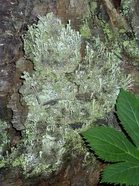 Cladonia fimbriata (L.) Fr.