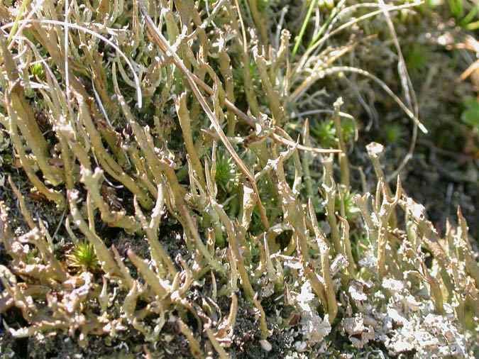 Cladonia gracilis (L.) Wild.