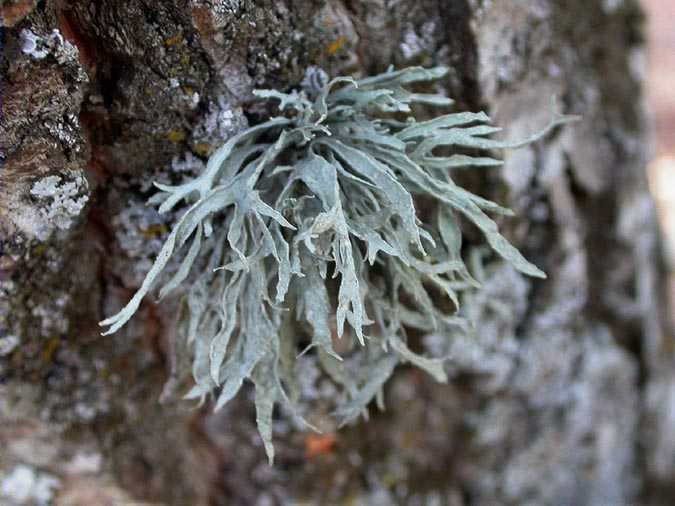 Evernia prunastri (L.) Ach.