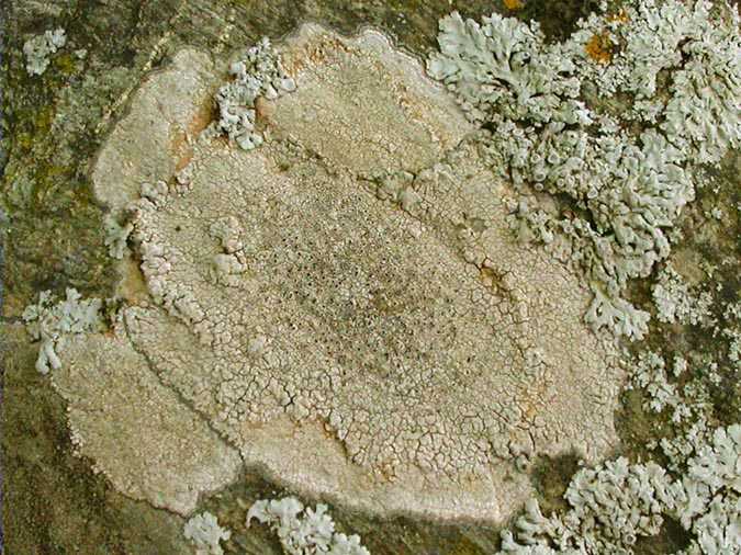 Lecanora campestris (Schaerer) Hue