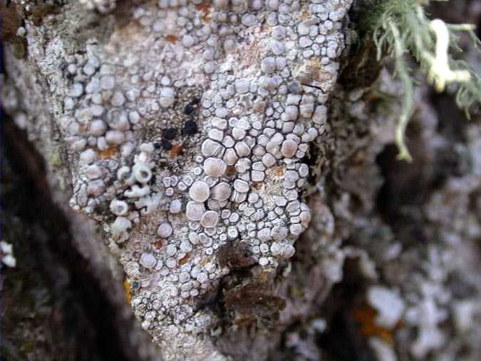 Lecanora carpinea (L.) Vain.