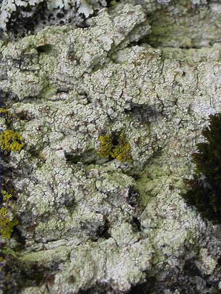 Lecanora conizaeoides Nyl. ex Cromb.