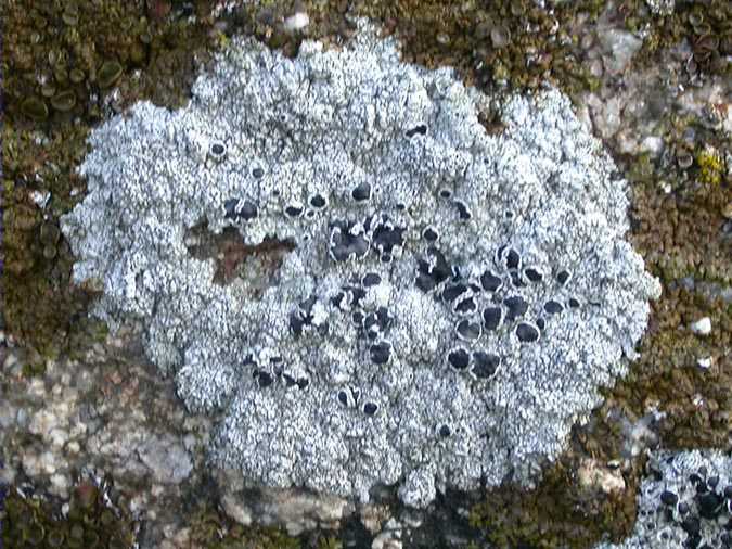 Lecanora gangaleoides