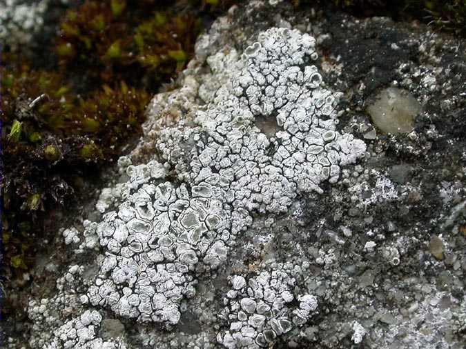 Lecanora_intricata (Ach.) Ach.