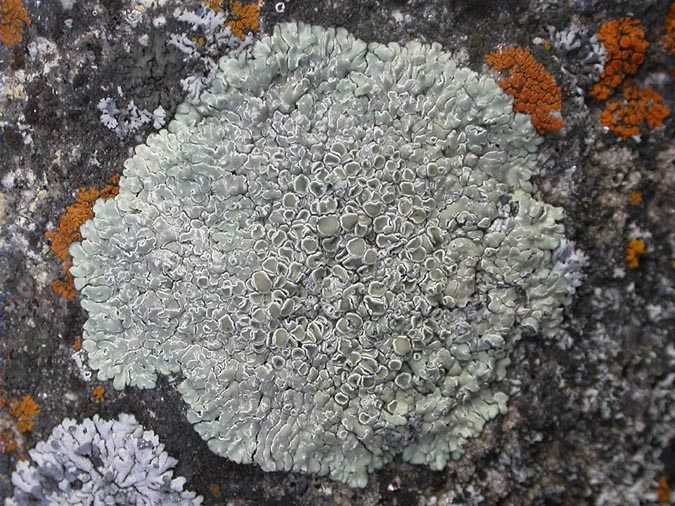 Lecanora_muralis (Schreber) Rabenh.