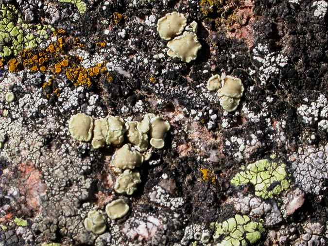 Lecanora polytropa (Ehrh. ex Hoffm.) Rabenh.