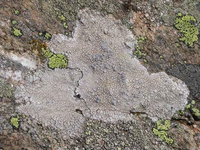 Lecanora rupicola (L.) Zahlbr.